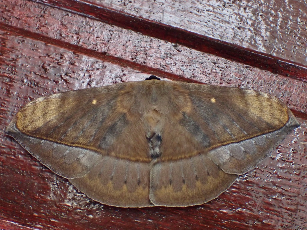 Tagora polychroma