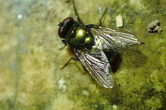 Neomyia cornicina
