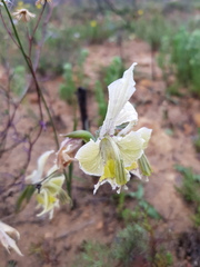 Gladiolus ceresianus