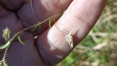 Kickxia elatine elatine