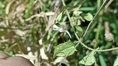 Kickxia elatine elatine