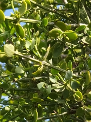 Viscum rotundifolium