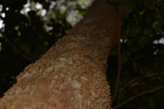 Allocasuarina torulosa