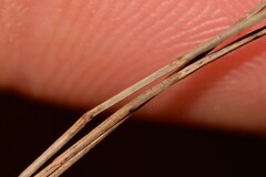 Allocasuarina torulosa