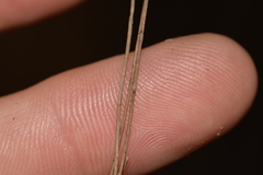 Allocasuarina torulosa