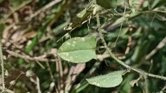 Kickxia elatine elatine