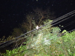 Pulsatrix koeniswaldiana