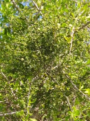Viscum rotundifolium