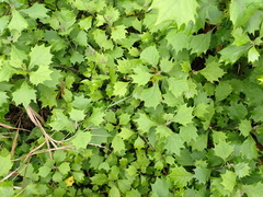 Gymnanthemum capense