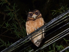 Pulsatrix koeniswaldiana