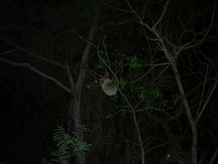 Choloepus didactylus