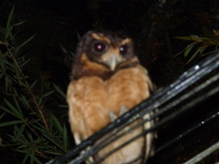 Pulsatrix koeniswaldiana