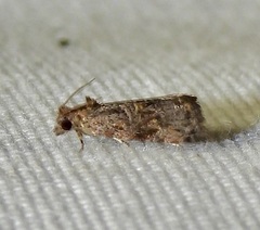 Endothenia hebesana