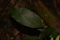 Notelaea longifolia