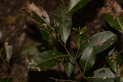 Cryptocarya microneura