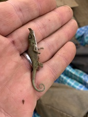 Chamaeleonidae