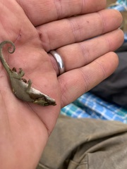 Chamaeleonidae