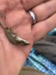 Chamaeleonidae