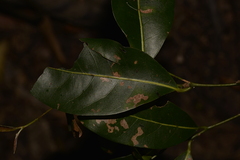 Cryptocarya microneura