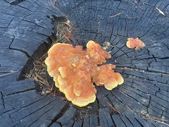 Laetiporus