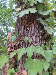 Hedera helix