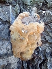 Fuscoporia torulosa