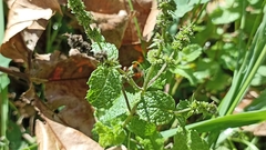 Mentha suaveolens