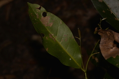 Cryptocarya microneura