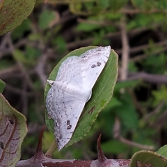 Somatina omicraria