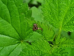 Xysticus