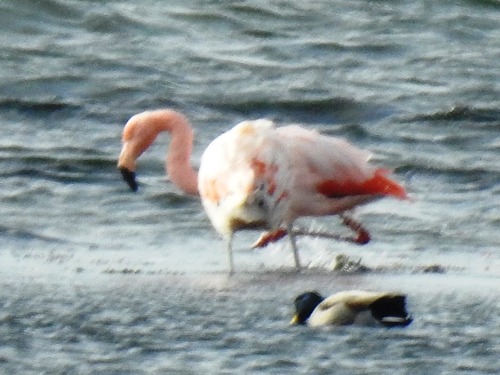 Chilean Flamingo, 3244 Nieuwe-Tonge, Netherlands, photo 7 of 10