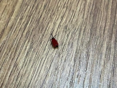 Dictyoptera