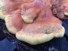Laetiporus