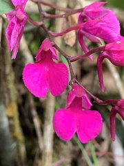 Comparettia falcata