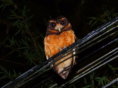 Pulsatrix koeniswaldiana