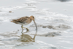 Gallinago