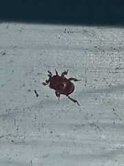 Histeridae