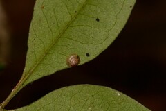 Coneuplecta calculosa