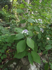 Hydrangea involucrata