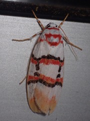Cyana cruentata