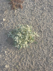 Tidestromia suffruticosa