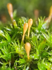 Ulota