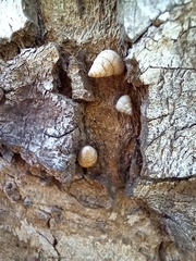 Cochlicella