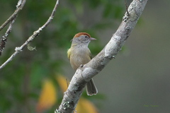 Hylophilus amaurocephalus