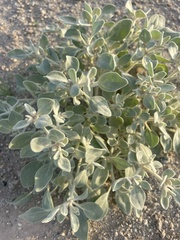 Tidestromia suffruticosa