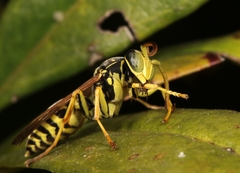 Polistes associus