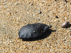 葉子, CC0, iNaturalist via GBIF Ticanto crista, photograph 葉子, CC0, iNaturalist via GBIF