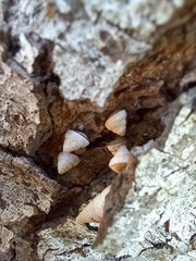 Cochlicella