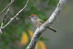 Hylophilus amaurocephalus