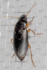 Notiobia